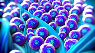 MRSA bacteria or superbug bacteria