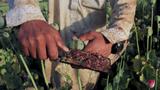 Raw opium from a poppy head is seen at a farmer's field on the outskirts of Jalalabad, Afghanistan, April 28, 2015, photo by Parwiz/Reuters