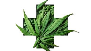 Cannabis green leaves in medical plus sign emblem frame on white background, photo by Amax Photo/Getty Images