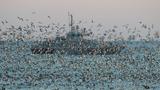 A vessel of the Russian Navy is seen through a flock of birds in the Black Sea port of Sevastopol, Crimea, February 16, 2022, photo by Alexey Pavlishak/Reuters