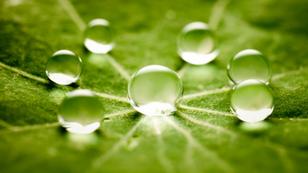 Closeup of six water drops surrounding a larger drop on a green leaf, photo by ThomasVogel/Getty Images