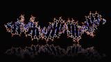 DNA strand or aptamer sitting on reflective surface against black background; double stranded DNA aptamer in ball and stick 3D rendering, photo by 