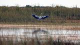 A great blue heron in the sawgrass of the Everglades north of the Tamiami Trail on February 24, 2023, photo by Mike Stocker/TNS/ABACA via Reuters