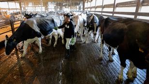 Santos, 25, directs cows to a milking station at a dairy in Cochrane, Wisconsin, October 14, 2024, photo by Carlos Gonzalez/The Minnesota Star Tribune/TNS/ABACA
