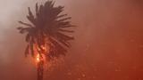 A palm tree burns as powerful winds fuel devastating wildfires in the Los Angeles area, at the Eaton Fire in Altadena, California, January 8, 2025, photo by David Swanson/Reuters