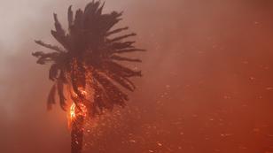 A palm tree burns as powerful winds fuel devastating wildfires in the Los Angeles area, at the Eaton Fire in Altadena, California, January 8, 2025, photo by David Swanson/Reuters