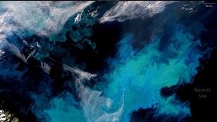 A large phytoplankton bloom north of the Scandinavian Peninsula in the Berents Sea, August 3, 2023, Photo courtesy of European Union, Copernicus Sentinel-3 imagery