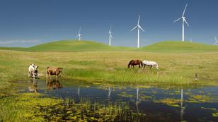 Power-generating windmills with livestock in the San Joaquin Valley, California, photo by tntemerson/Getty Images