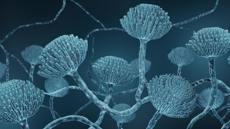Mold close-up, Microscopic Aspergillus fungi, image by Artur/Adobe Stock