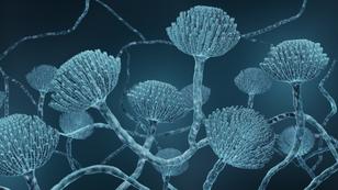 Mold close-up, Microscopic Aspergillus fungi, image by Artur/Adobe Stock