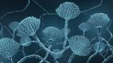 Mold close-up, Microscopic Aspergillus fungi, image by Artur/Adobe Stock