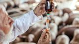Close up of a veterinarian preparing a syringe in front of a group of pigs, photo by dusan petkovic/Adobe Stock.