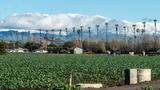 Rows of kale with farm buildings in the distance and snow-covered mountains in the background, photo by Motionshooter/Getty Images