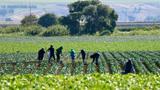 Field hands tending the crops on a California farm, photo by Heidi Patricola/Getty Images