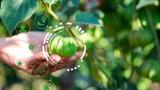 Human hand supporting a gooseberry on a bush that is surrounded by icons depicting the Internet of Things as it relates to agriculture, photo by doidam/10